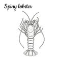 Spiny lobster.