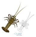 Spiny lobster vector illustration in cartoon style isolated on white background. Linear silhouette of a spiny lobster Royalty Free Stock Photo