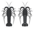 Spiny Lobster Royalty Free Stock Photo