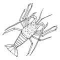 Spiny Lobster Vector Sketch Illustration Royalty Free Stock Photo