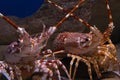 Spiny lobsters Royalty Free Stock Photo
