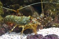 Spiny lobsters also known as langustas in aquarium Royalty Free Stock Photo