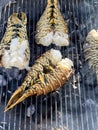 Spiny lobsters cooked and grilled on a barbecue grill in a garden Royalty Free Stock Photo