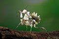 Spiny mantis closeup, Pseudocreobotra wahlbergi, Spiny mantis on branch, spiny mantis on flower