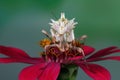 Spiny mantis closeup, Pseudocreobotra wahlbergi, Spiny mantis on branch, spiny mantis on flower