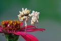 Spiny mantis closeup, Pseudocreobotra wahlbergi, Spiny mantis on branch, spiny mantis on flower
