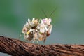 Spiny mantis closeup, Pseudocreobotra wahlbergi, Spiny mantis on branch, spiny mantis on flower