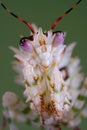 Spiny mantis portrait