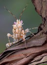 Spiny mantis on vine