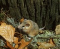 Spiny Mice, acomys dimidiatus, Adult