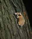 Spiny Mice, acomys dimidiatus, Adult standing on Tree Trunk Royalty Free Stock Photo