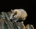 SPINY MICE acomys dimidiatus Royalty Free Stock Photo