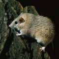SPINY MICE acomys dimidiatus Royalty Free Stock Photo