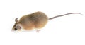 Spiny mouse and running ball on white background