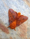 Spiny oakworm orange spotted moth on rock Royalty Free Stock Photo