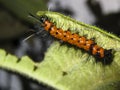 Spiny orange caterpillar