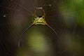 Spiny Orb Spider in Southeast Asia. Royalty Free Stock Photo