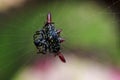 Spiny-orb-weaver in nature is a jumping spider.