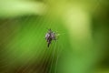 Spiny Orb Weaver Spider on Web in Borneo Rainforest