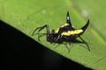 Spiny Orb-weaver