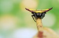 Spiny orb weaver with yellow color on the back stay on branch of leaf with green and yellow bokeh background