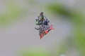 Spiny Orbweaver Spider Eating Its Prey Royalty Free Stock Photo