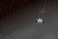 Spiny Orbweaver spider suspended in web