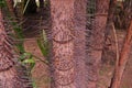 Spiny palm trunk Royalty Free Stock Photo
