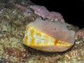 Spiny Pink Scallop (Chlamys hastata)