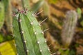 A spiny plant Royalty Free Stock Photo