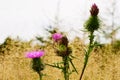 Spiny plumeless thistle blossoming plant on autumn meadow. Fall grassland with Carduus acanthoides flowers close up.