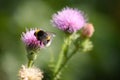 Spiny plumeless thistle with a bumble bee closeup view with blurred background Royalty Free Stock Photo