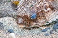 Spiny porcupine fish washup and inflated on beach with green flies