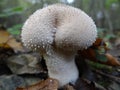 Spiny Puffball Royalty Free Stock Photo