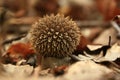 Spiny puffball fruitbody, a spectacular puffball Royalty Free Stock Photo