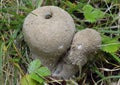 Spiny Puffball Royalty Free Stock Photo