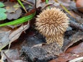 Spiny puffball, Lycoperdon echinatum, in fallen leaves. Stem visible. Royalty Free Stock Photo