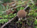 The Spiny Puffball Lycoperdon echinatum is an inedible mushroom Royalty Free Stock Photo