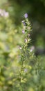 Spiny restharrow Ononis spinosa a plant of traditional russian herbal medicine used as an anodyne, antiphlogistic, aperient, coa