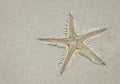 Spiny sand star (Astropecten)