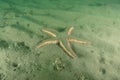 Spiny sea star