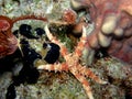 Spiny Sea Star and Star Fish Royalty Free Stock Photo