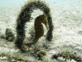 Spiny Seahorse Royalty Free Stock Photo