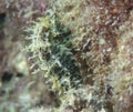 Spiny Seahorse Hippocampus guttulatus