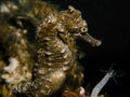 Spiny Seahorse - Hippocampus hystrix Royalty Free Stock Photo