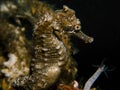 Spiny Seahorse - Hippocampus hystrix