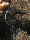 Spiny Seahorse - Hippocampus hystrix