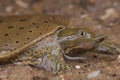 Spiny softshell turtle Royalty Free Stock Photo