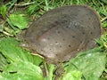 Spiny Softshell Turtle (Apalone spinifera) Royalty Free Stock Photo