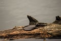 Spiny softshell turtle crawling on tree trunk by the water Royalty Free Stock Photo